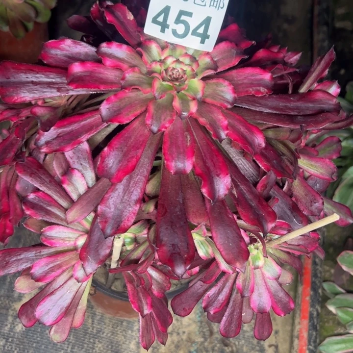 454南雪姬多肉植物