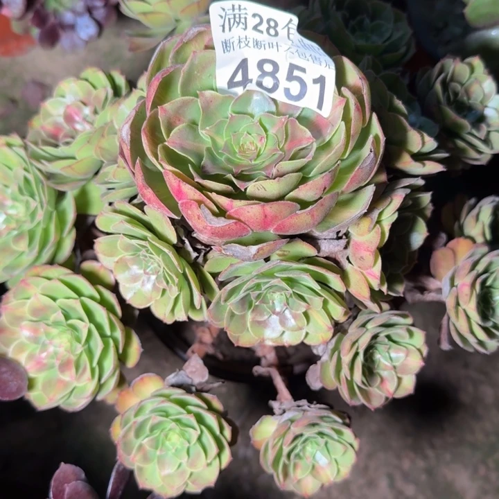 4851抹茶不包断枝