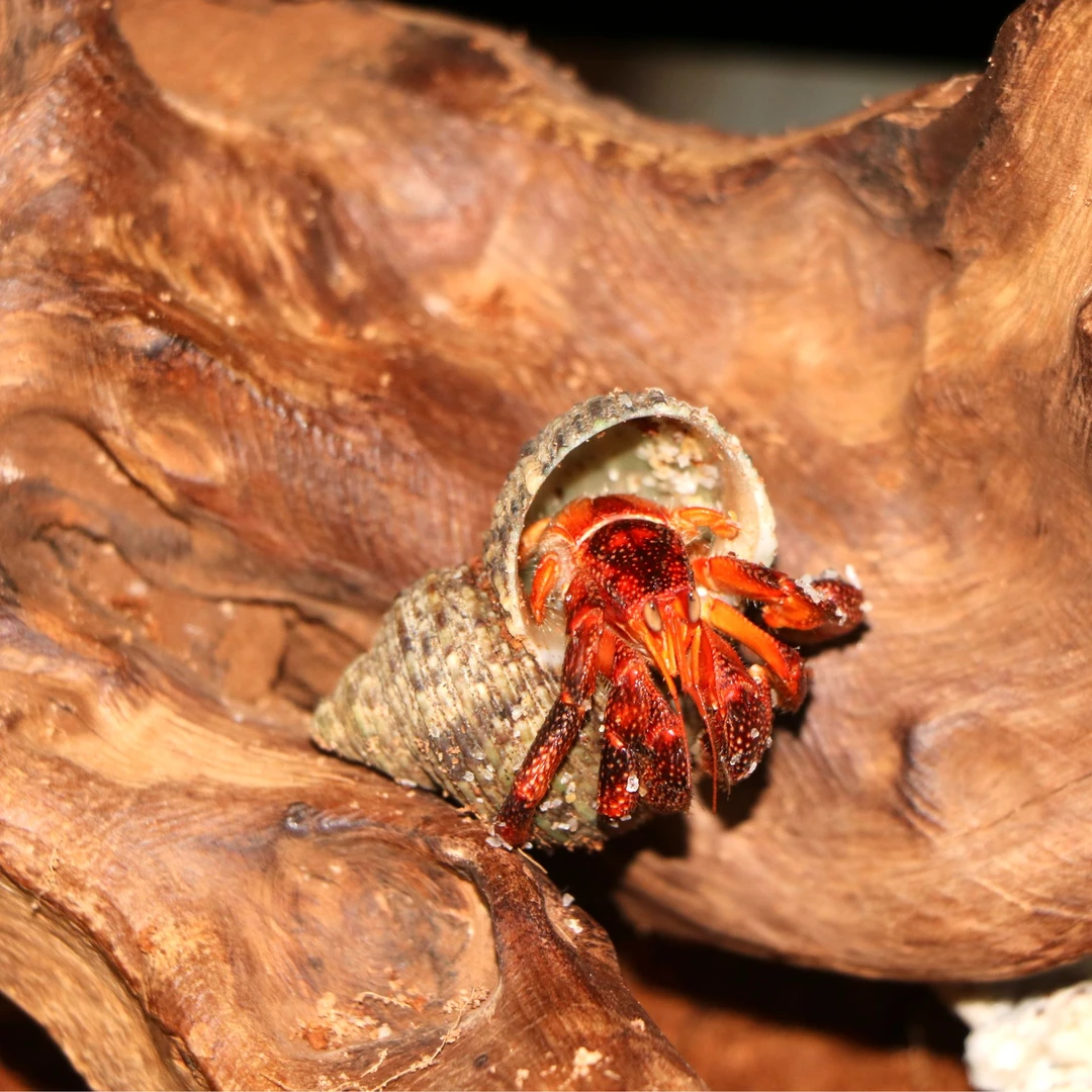 陆生寄居蟹淡水网红观赏蟹宠物耐活好养懒人桌面小宠物