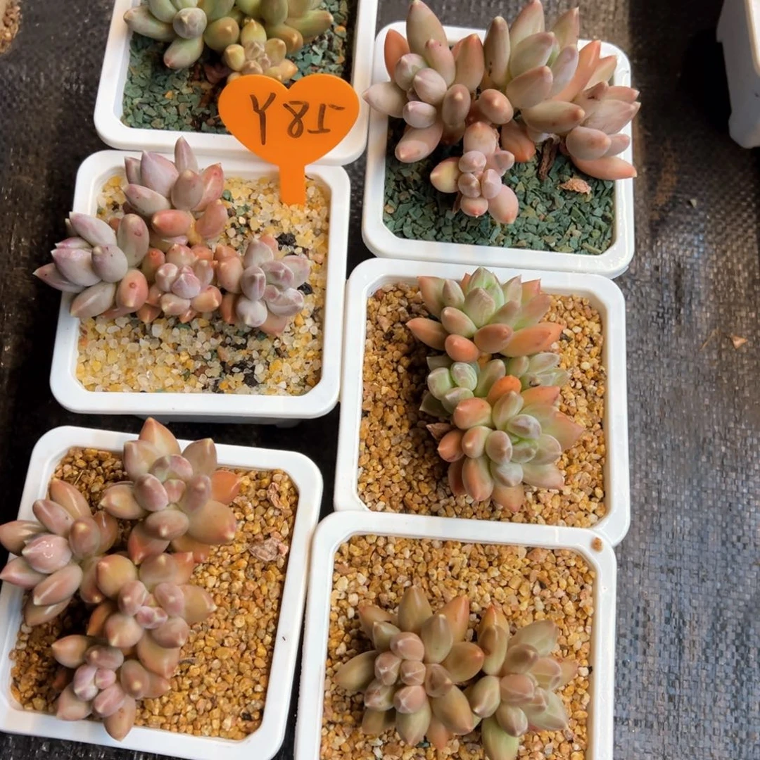 *️****85）x g j n n n n