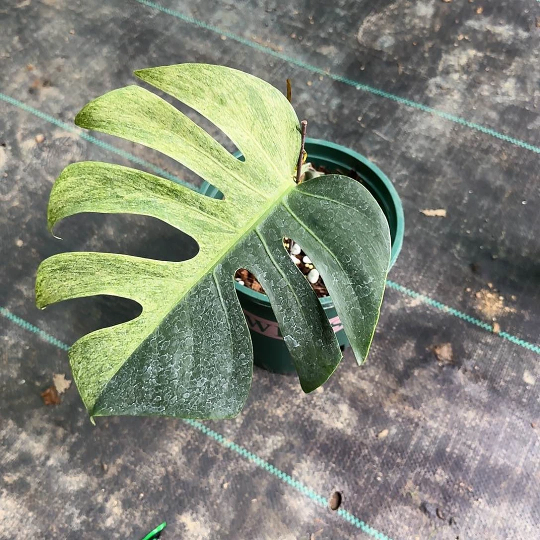 无花朵魏*点薄荷单叶T12