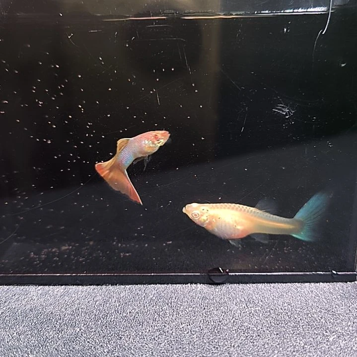 孔雀鱼极光幻彩一公一母，代胎代孕。满30包邮，不满30+10元运费。