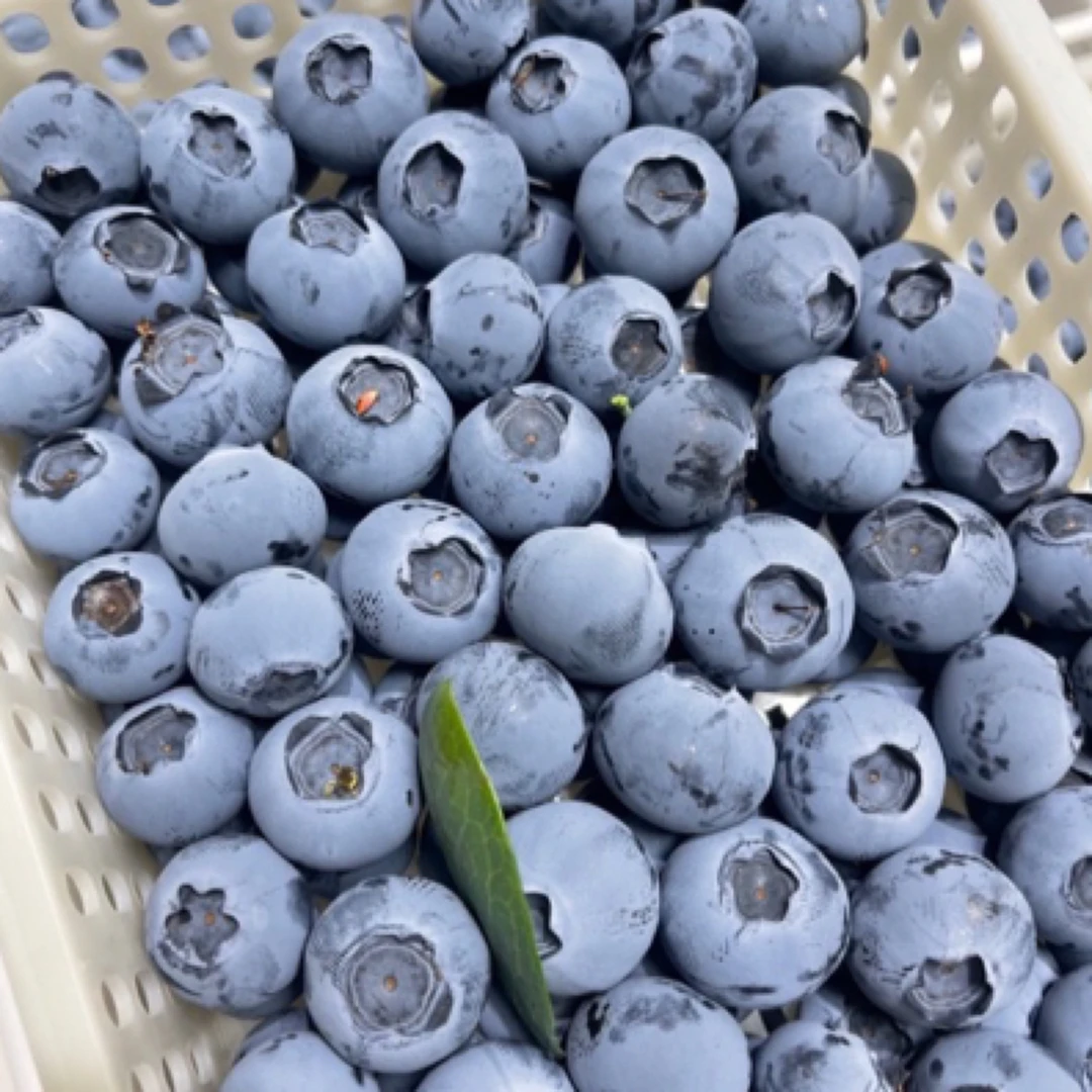 2斤装顺丰包邮北方蓝莓山东日照蓝莓花香蓝莓12-20mm新鲜蓝莓同城送山东省