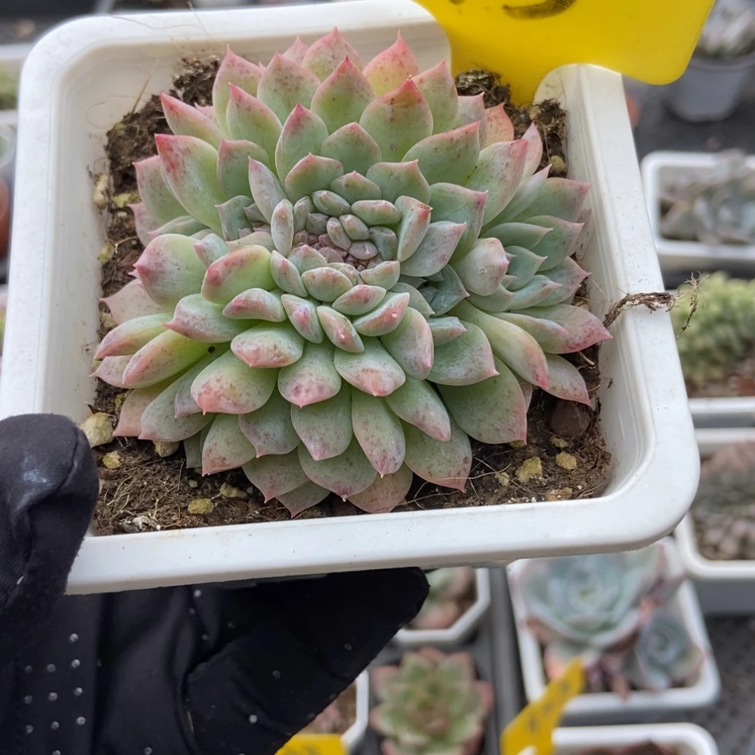 15冰魄缀多肉植物