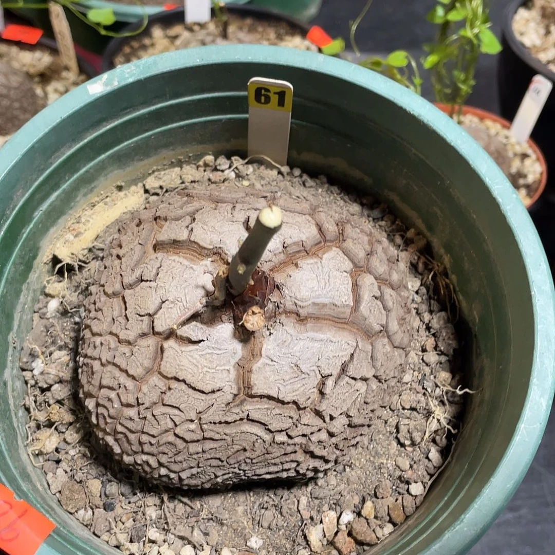 61号龟甲龙不退不换