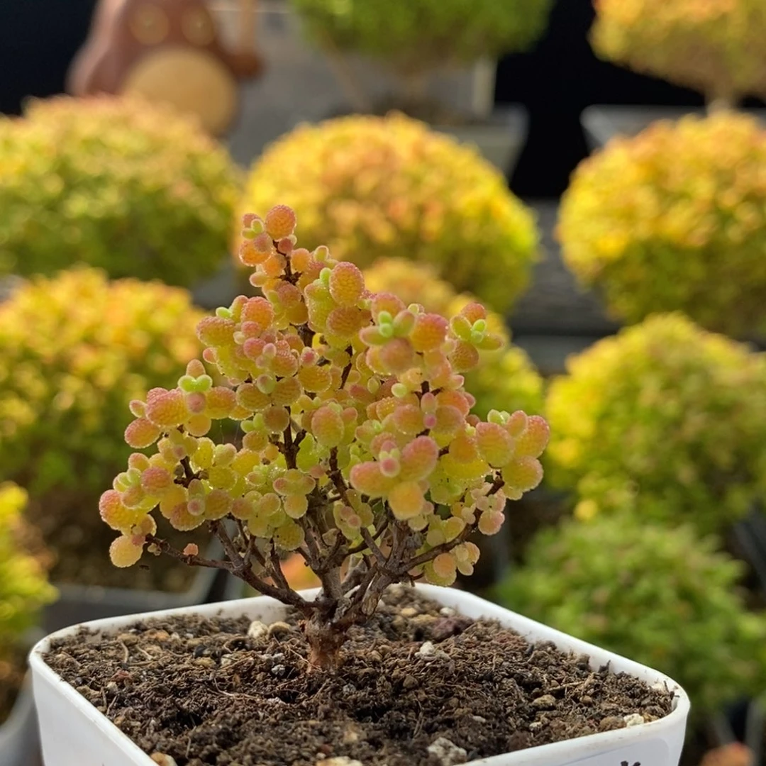 蜜橘糖球0502枝干番杏