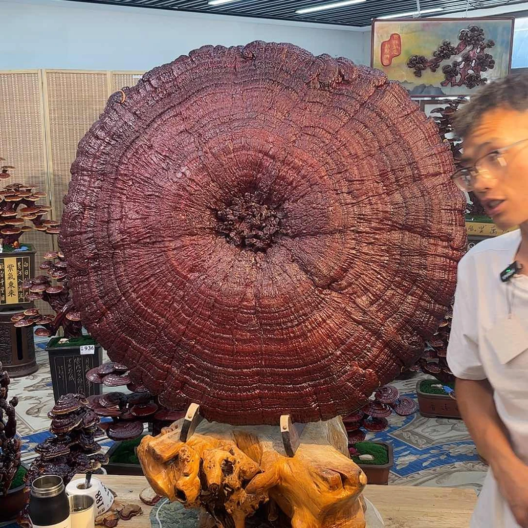 无花朵888888888888