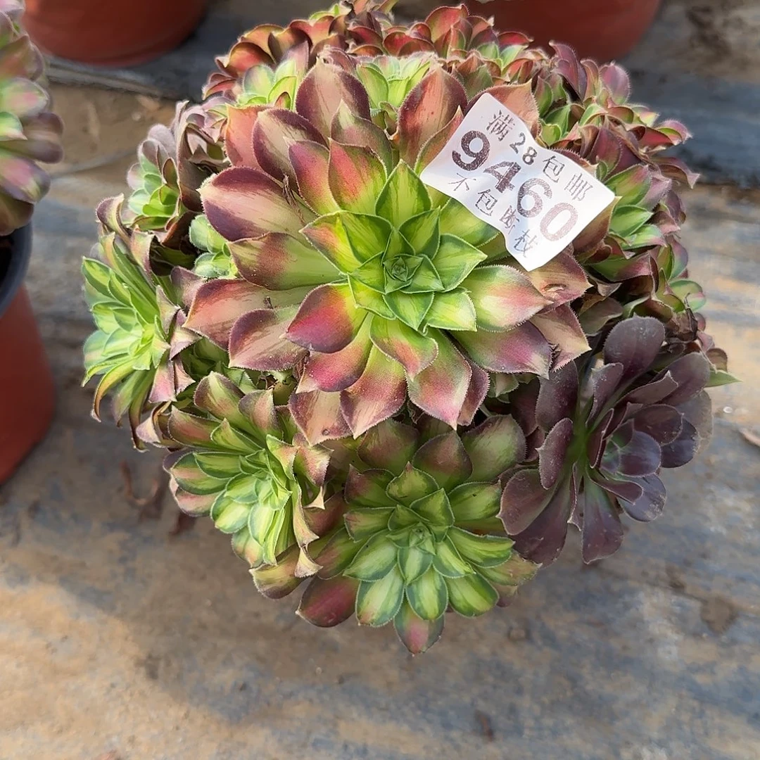 多肉植物韶华9460
