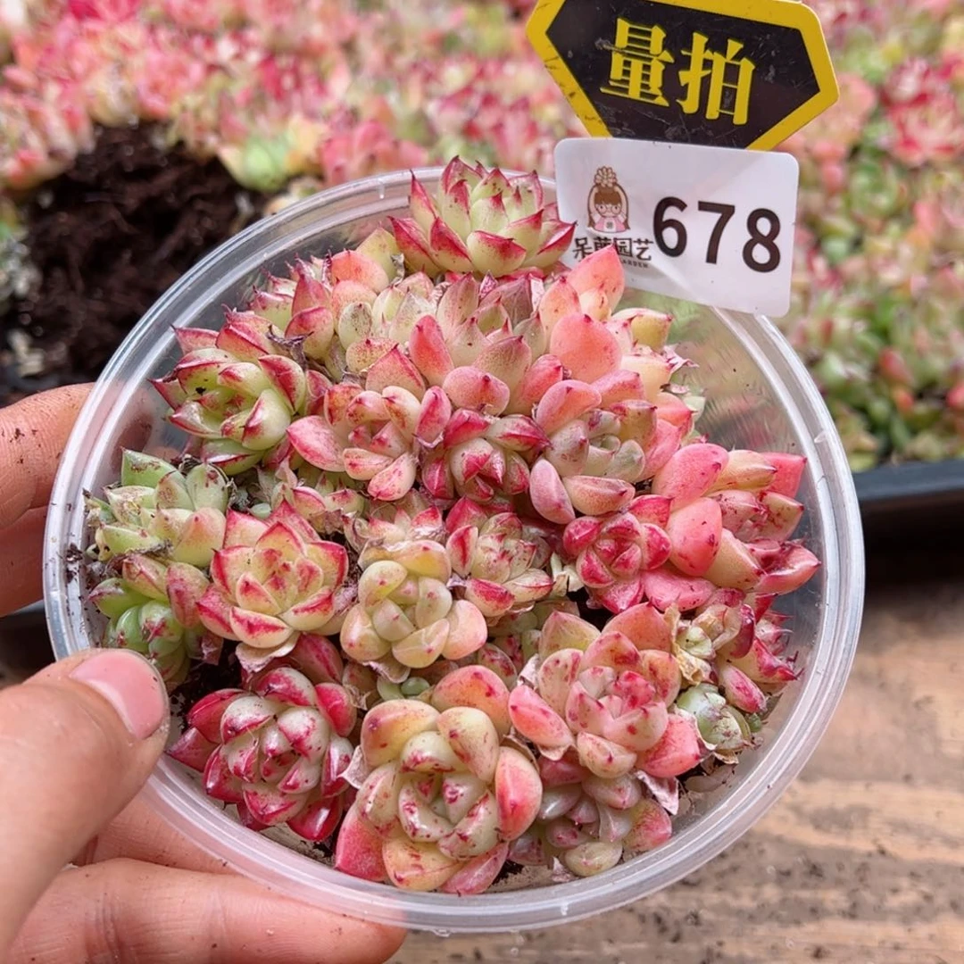 多肉植物多肉植物