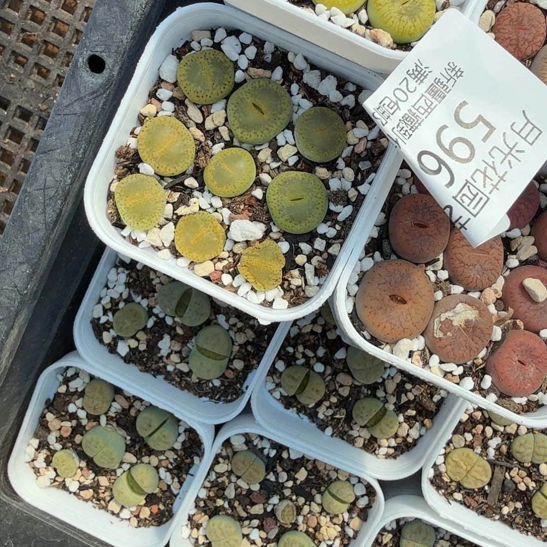 锦***年好喜欢这种可爱鬼596不