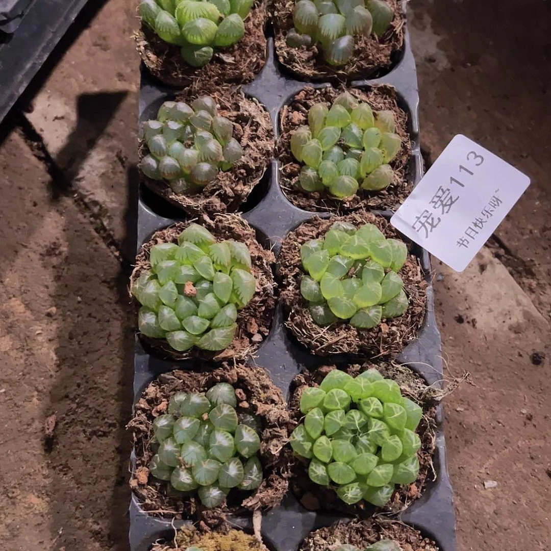 直播福利一物一拍113