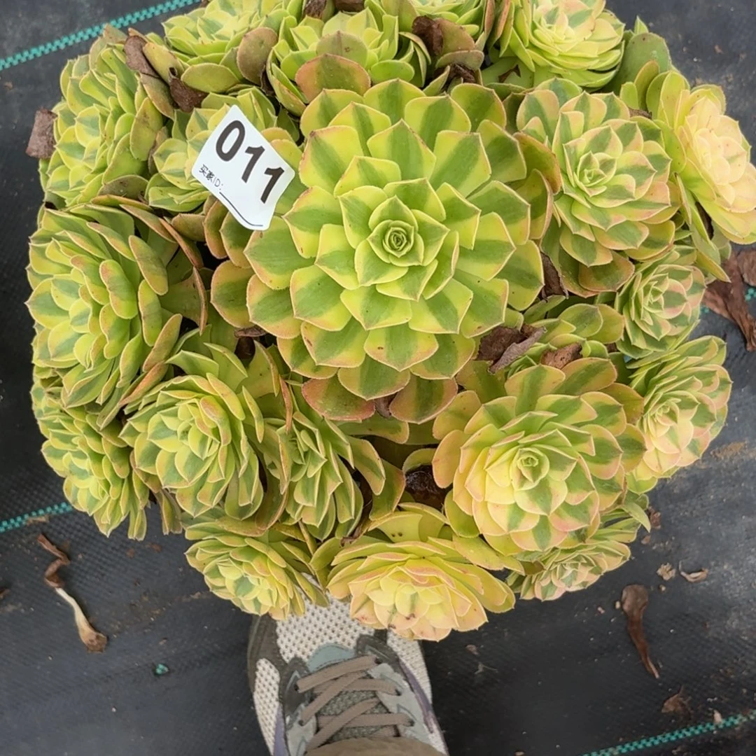快***好011大雨河多肉植物发货