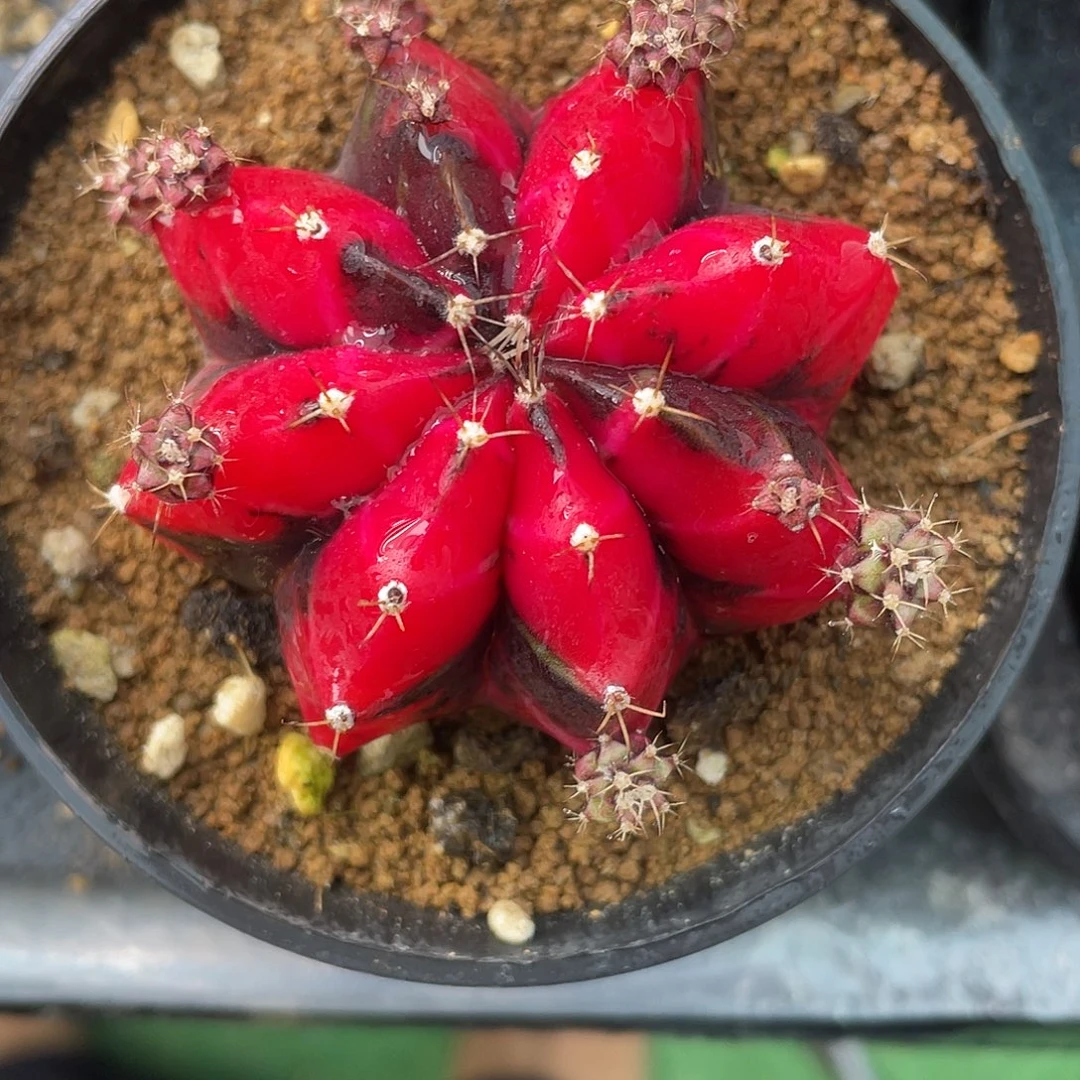 1-253上海6.3厘米