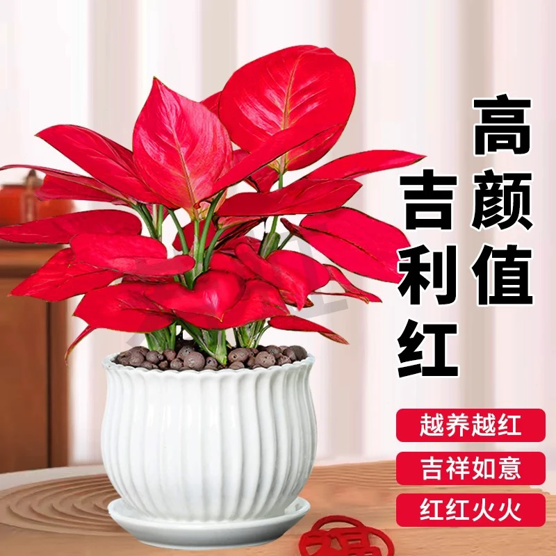 【新疆包邮】吉利红盆栽如意皇后大棵水培植物万年红小苗室内养