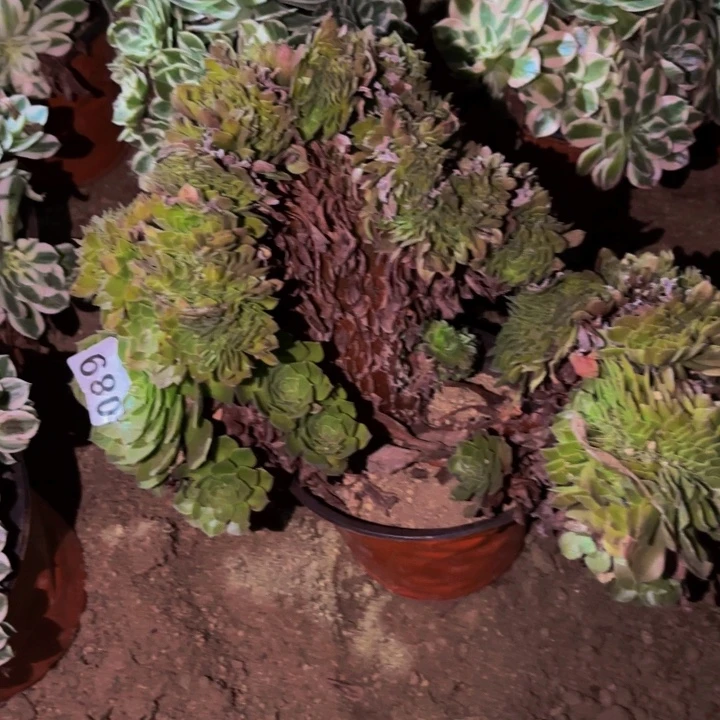 089黄金沙拉碗多肉植物不售后