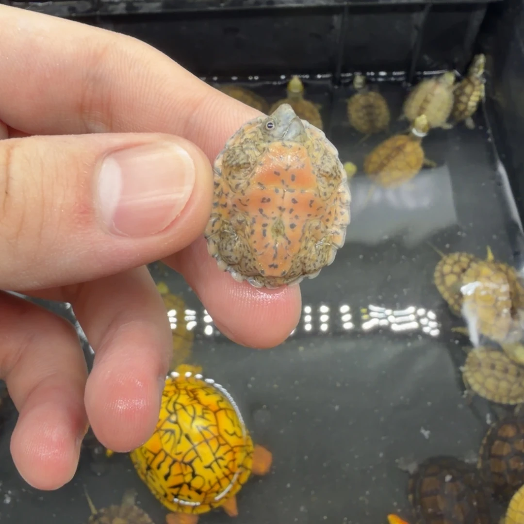 宠物龟不分公母巨刀