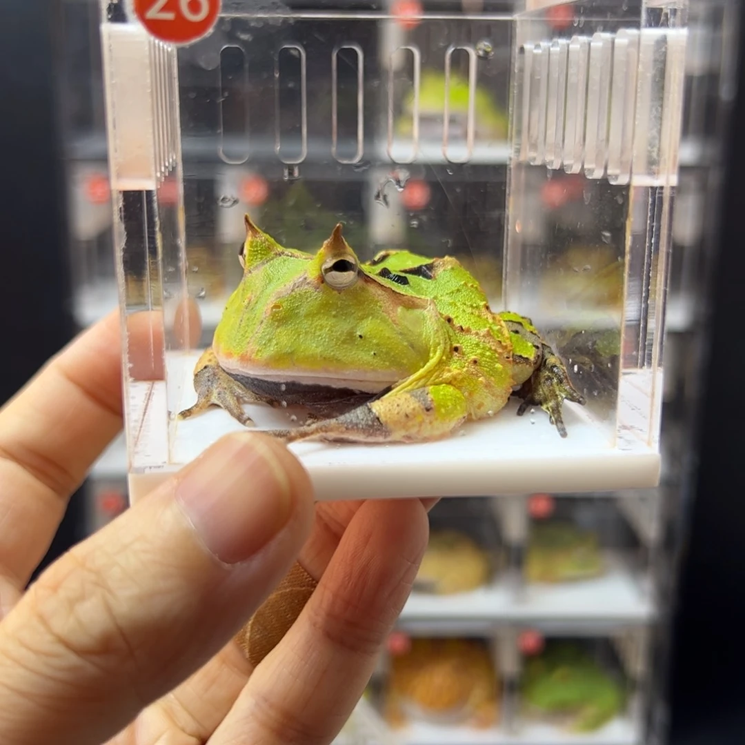 角蛙霸王角蛙5-6