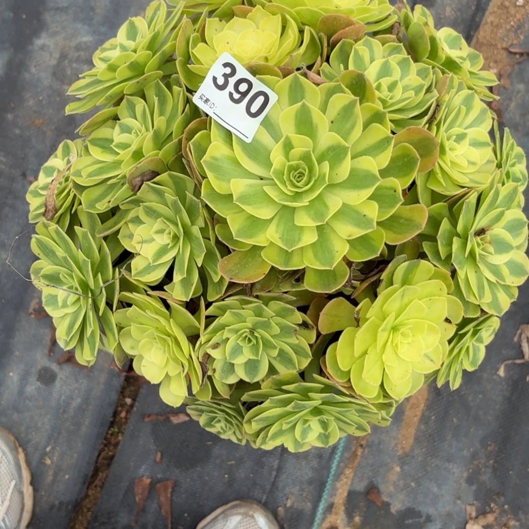 390大雨河多肉植物发货