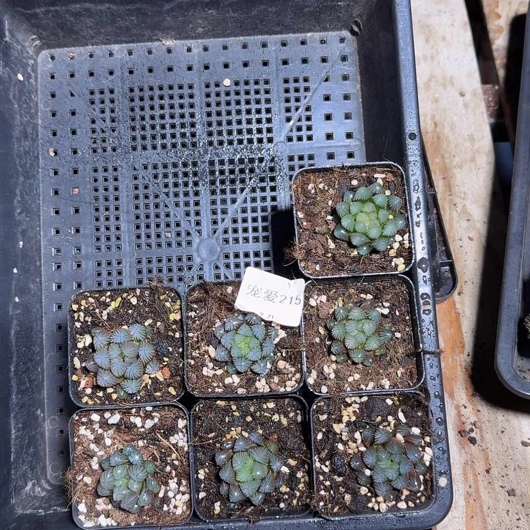 直播福利一物一拍215