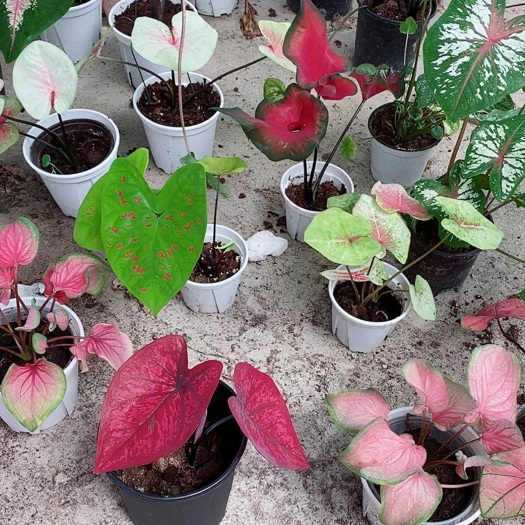 无花朵女巫0709星