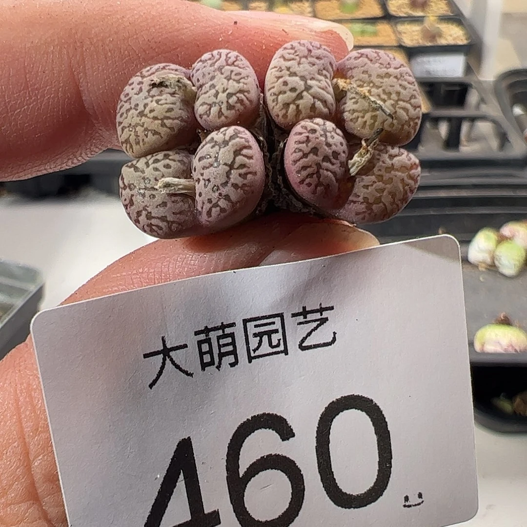 一物一拍。        460