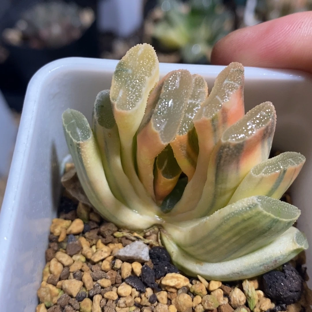 一颗实生玉扇锦 开播福利