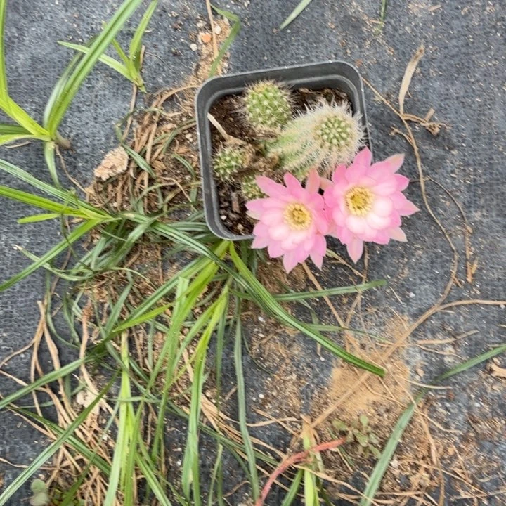 白檀仙人掌401单颗带跟