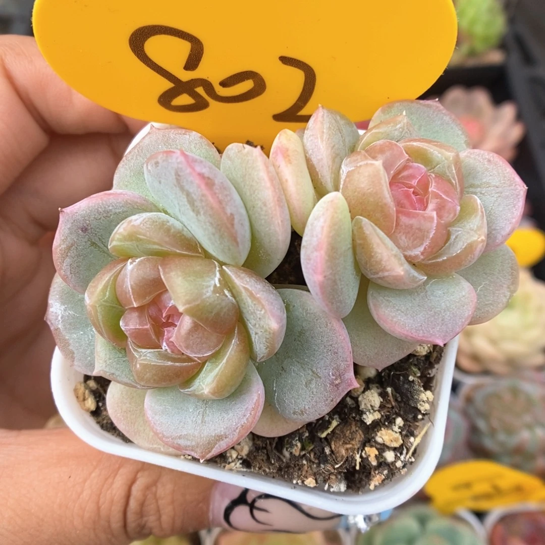 钻心珍妮可拍802号。