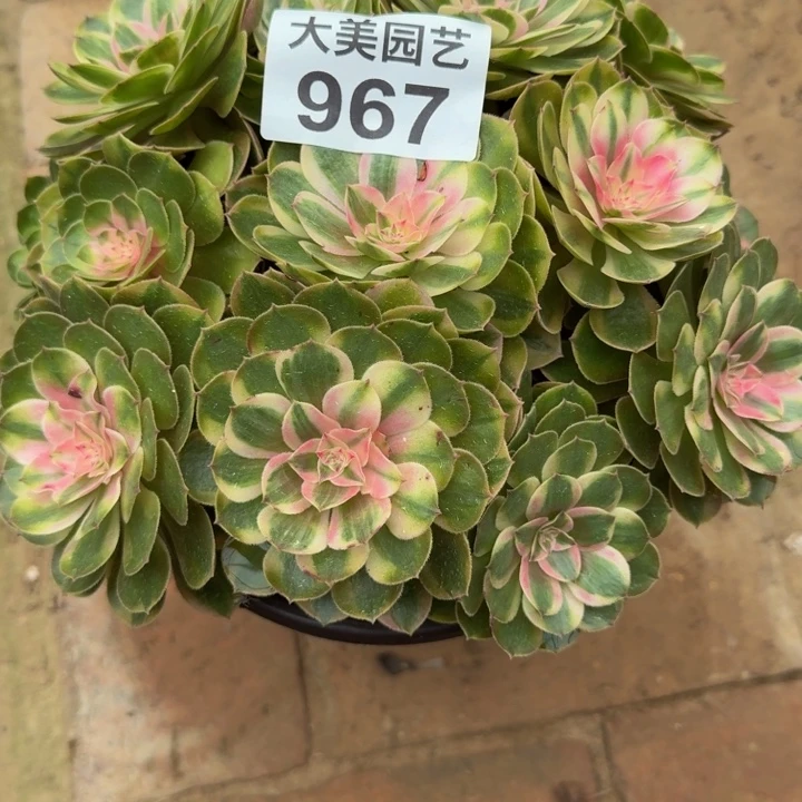 张***梅倾城变异丛林967肉肉