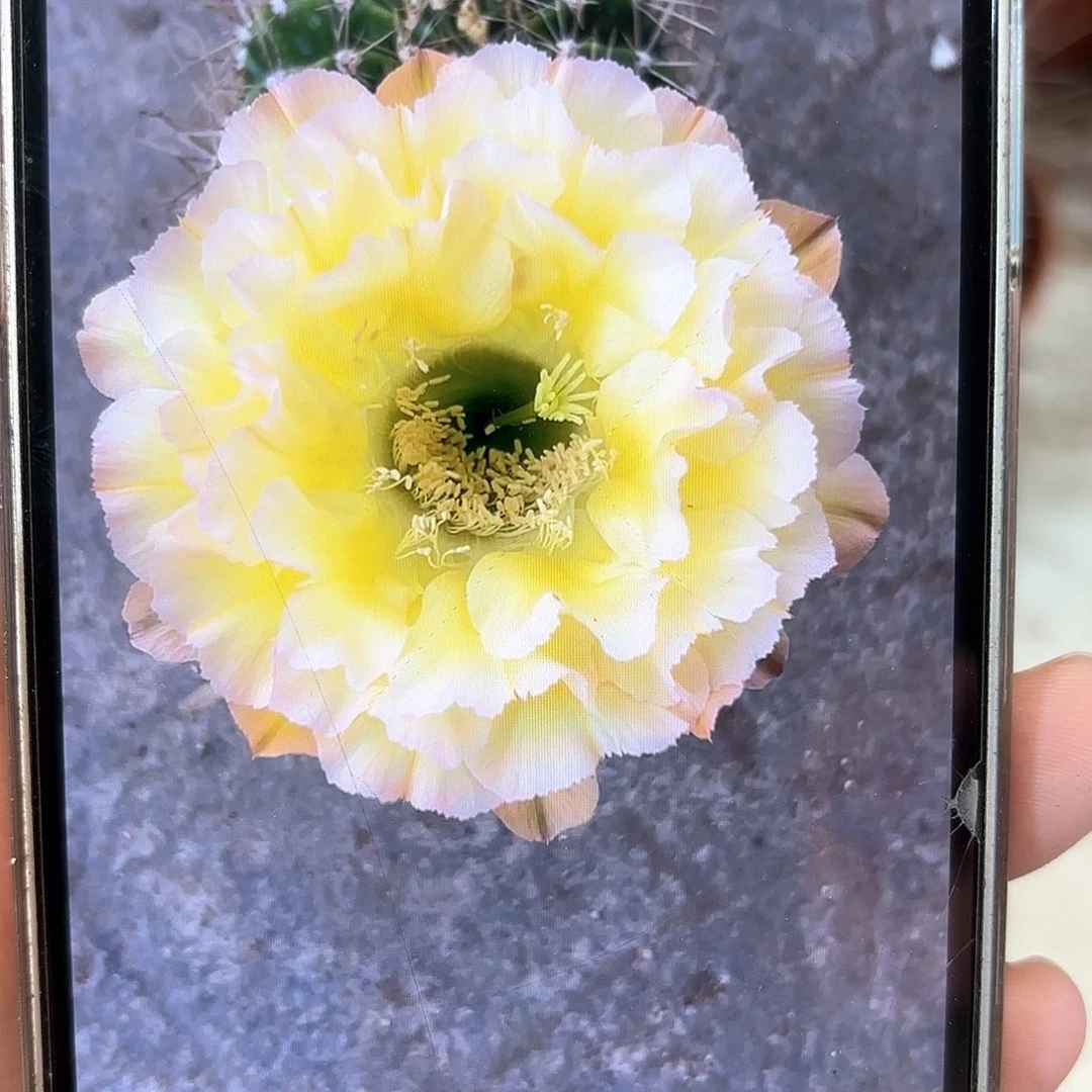 彩草青青蛋挞5.5-6公分左右