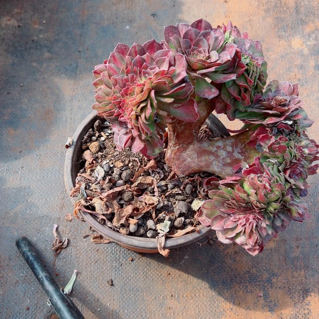 我3444 号多肉法师新年福利