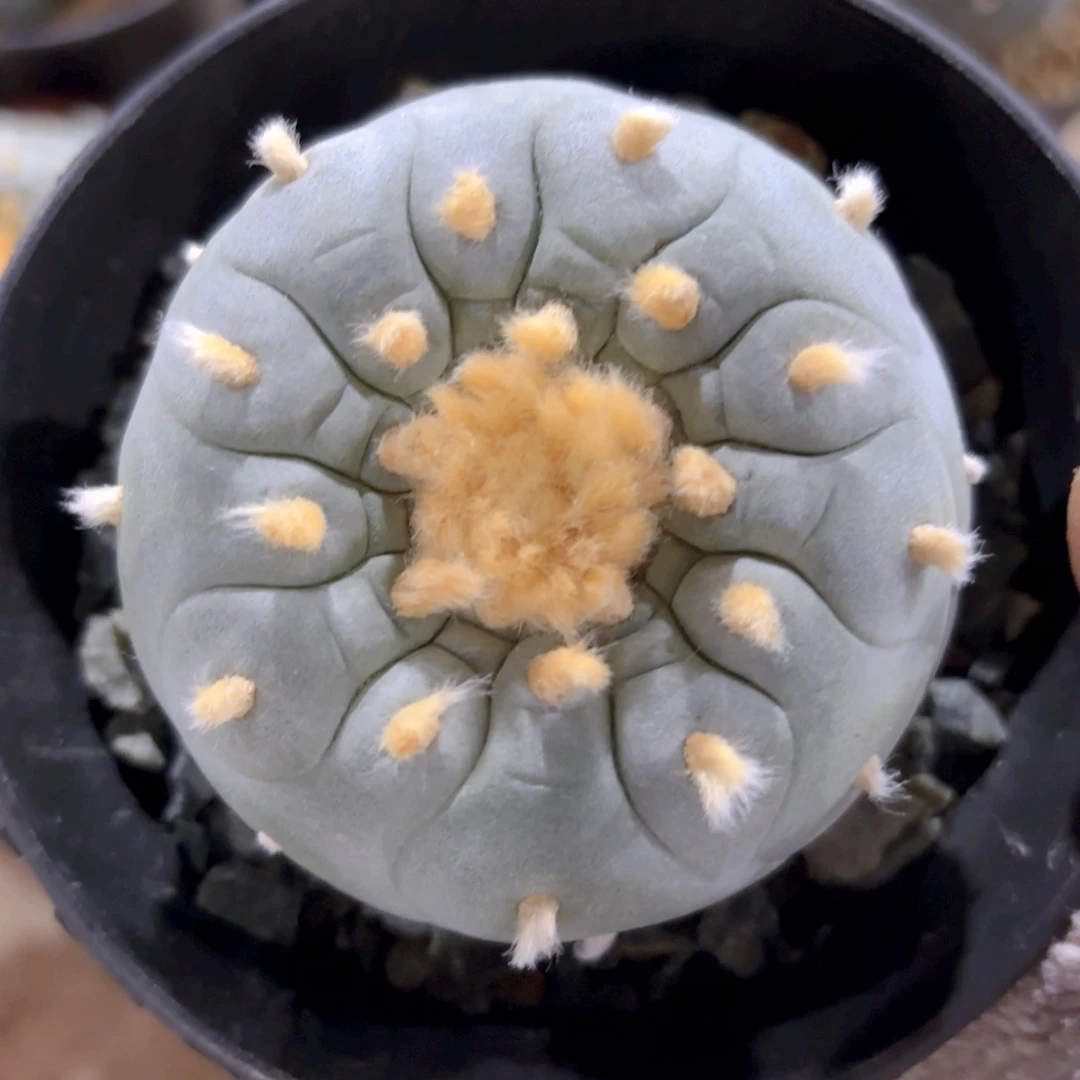 十三正棱G g g g g g g