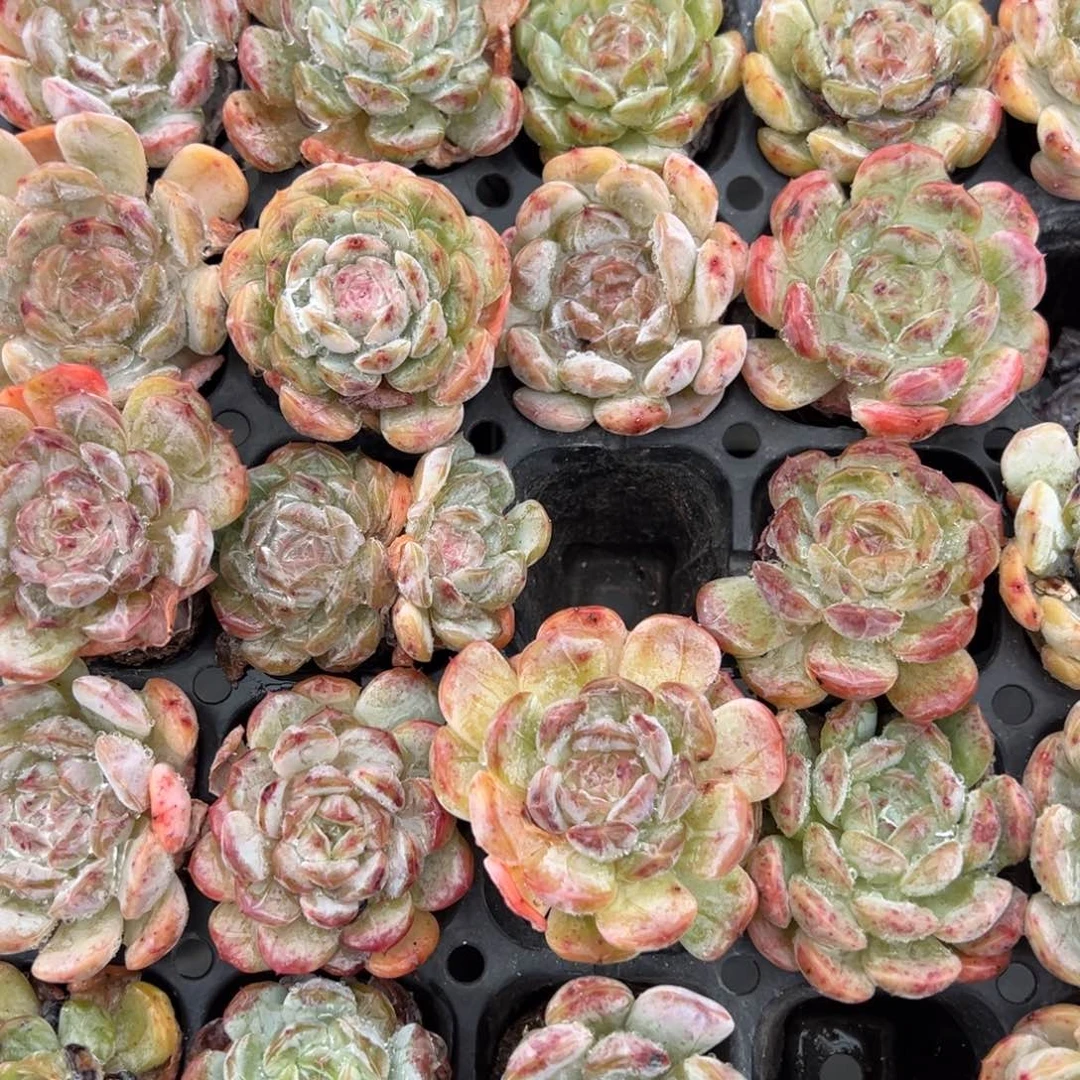 白恋瑕疵款到手3颗量拍多肉满18元包邮下午发