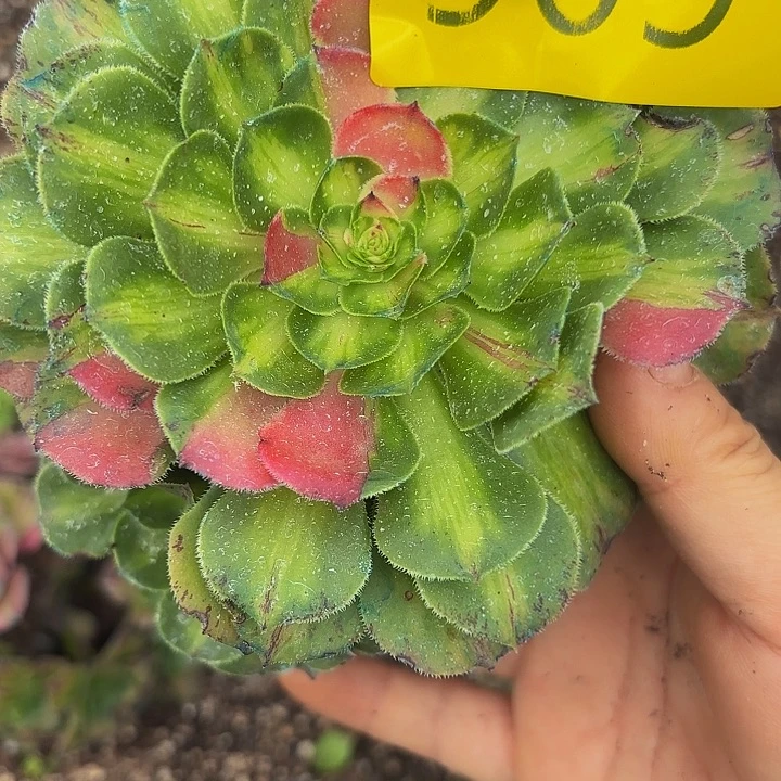 多肉植物福利909个