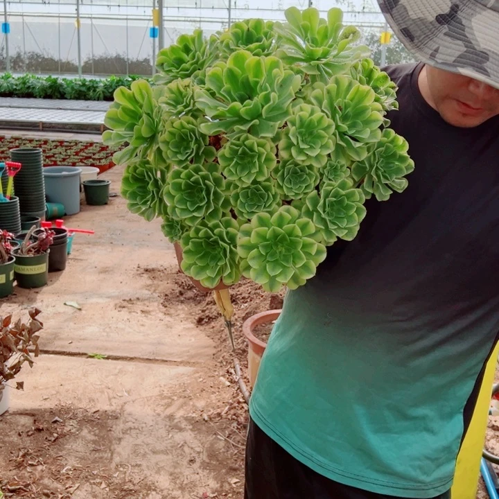 超大绿豆沙周正圆润多肉法师