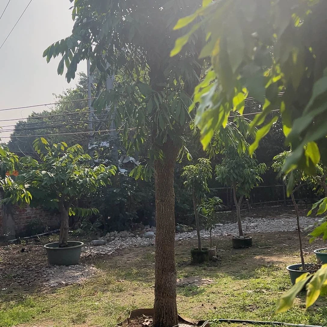 皓***歌完全开放果树果树22222