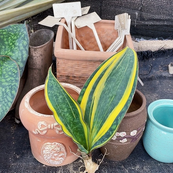 完全开放微瑕28cm宝镜