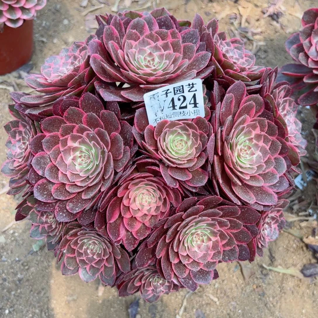 424粉花腰尺寸28左右当年桩
