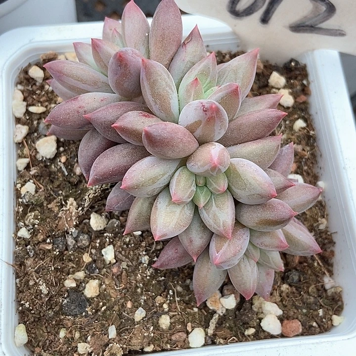 多肉植物红蜻蜓朵朵612多肉