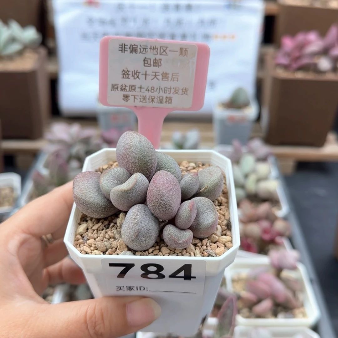 784甜心多肉植物