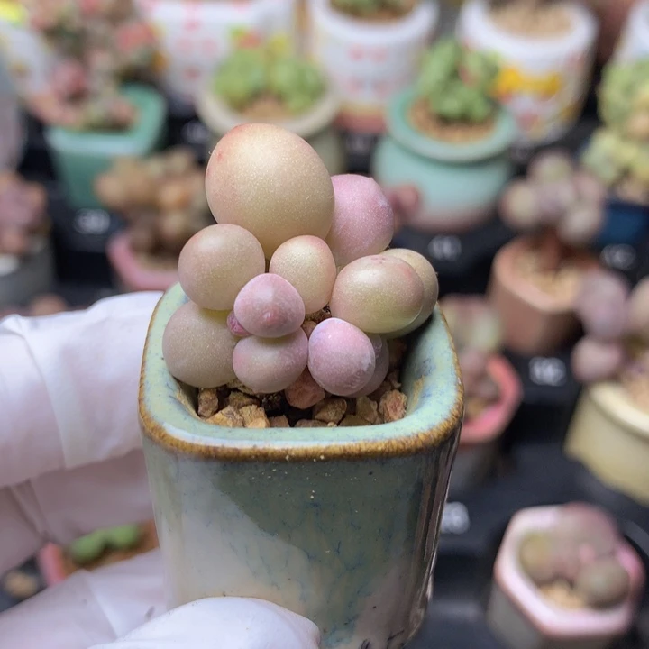 mini奶酪 4头 一物一拍