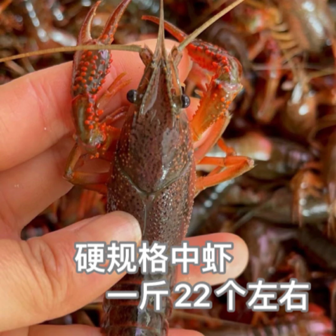 10斤-鲜活小龙虾（中青）每只4-6钱【不打整】（泸州市区1-2小时送货上门）龙虾同城送