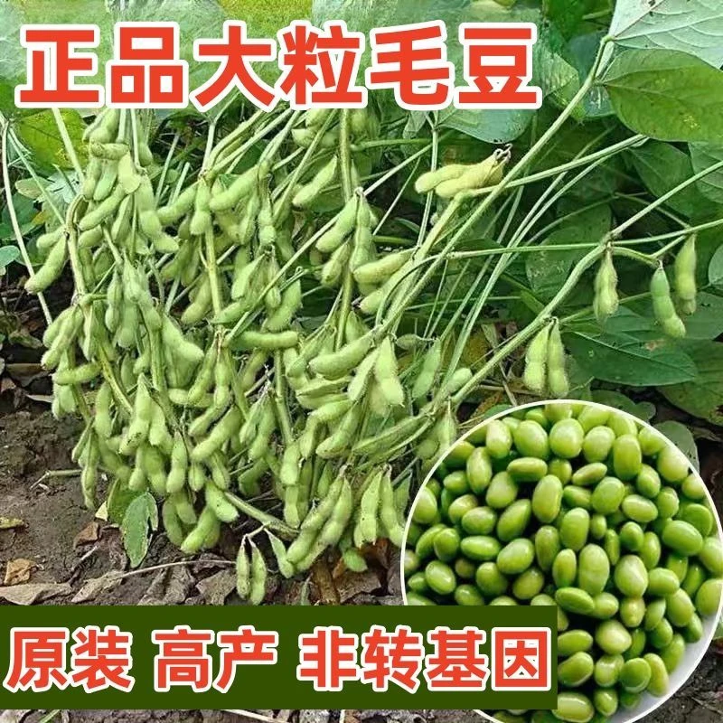 早熟毛豆种籽黄豆早毛豆高产菜毛豆特大青大豆四季晚熟蔬菜种子