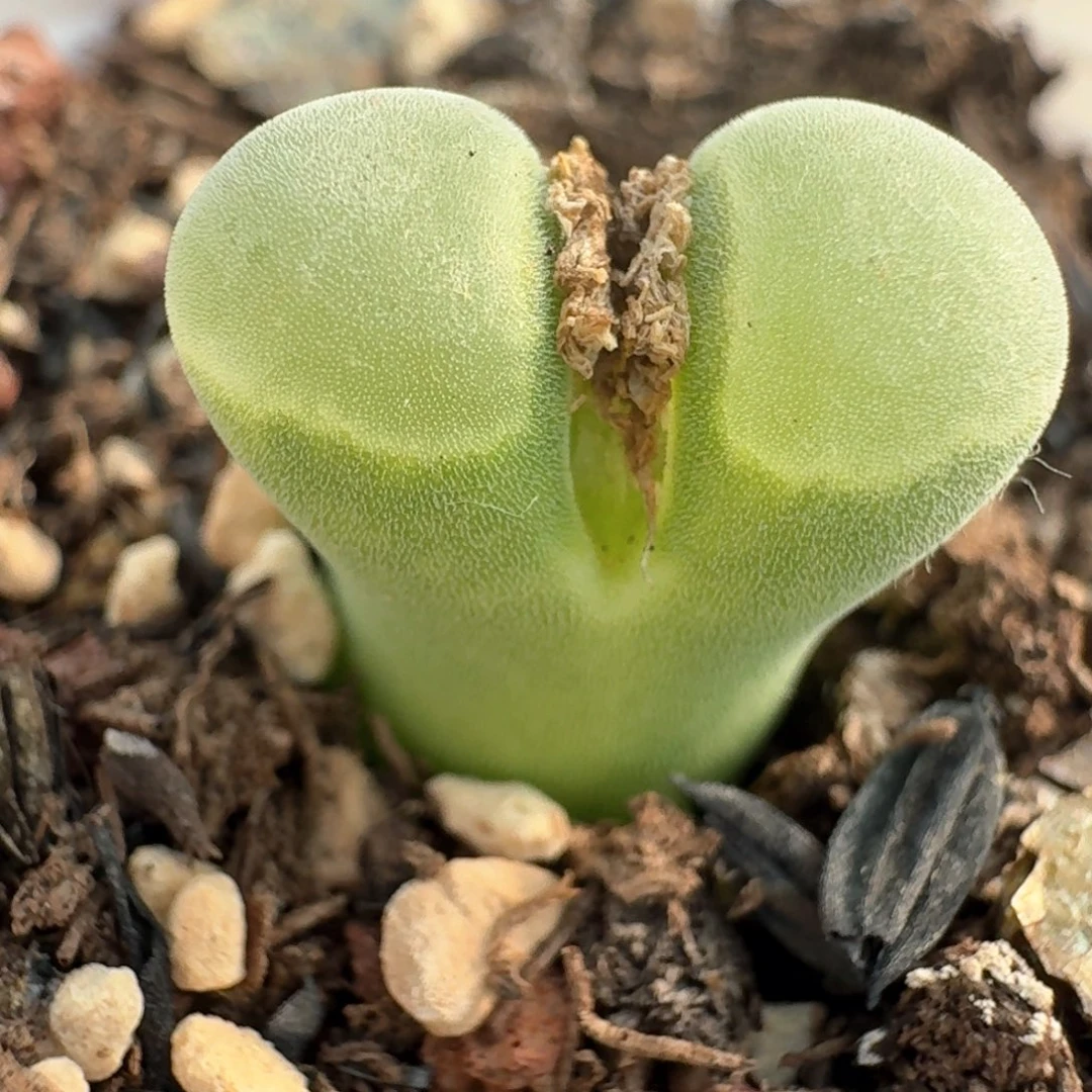 118一颗000000000000