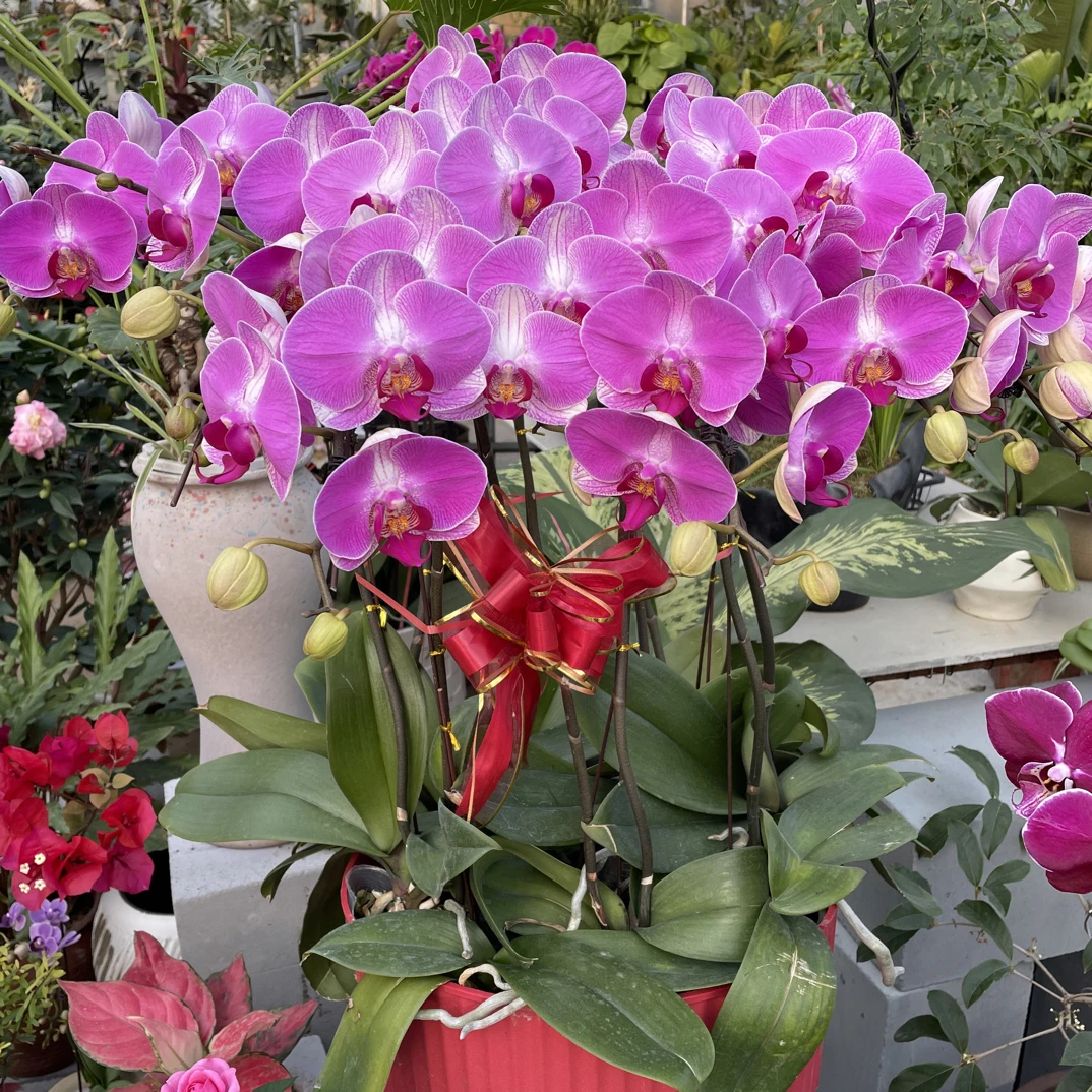 十支特级粉色带花苞蝴蝶兰花量超大新手好养易爆花鲜花盆栽年宵花四季开花室内阳台花卉