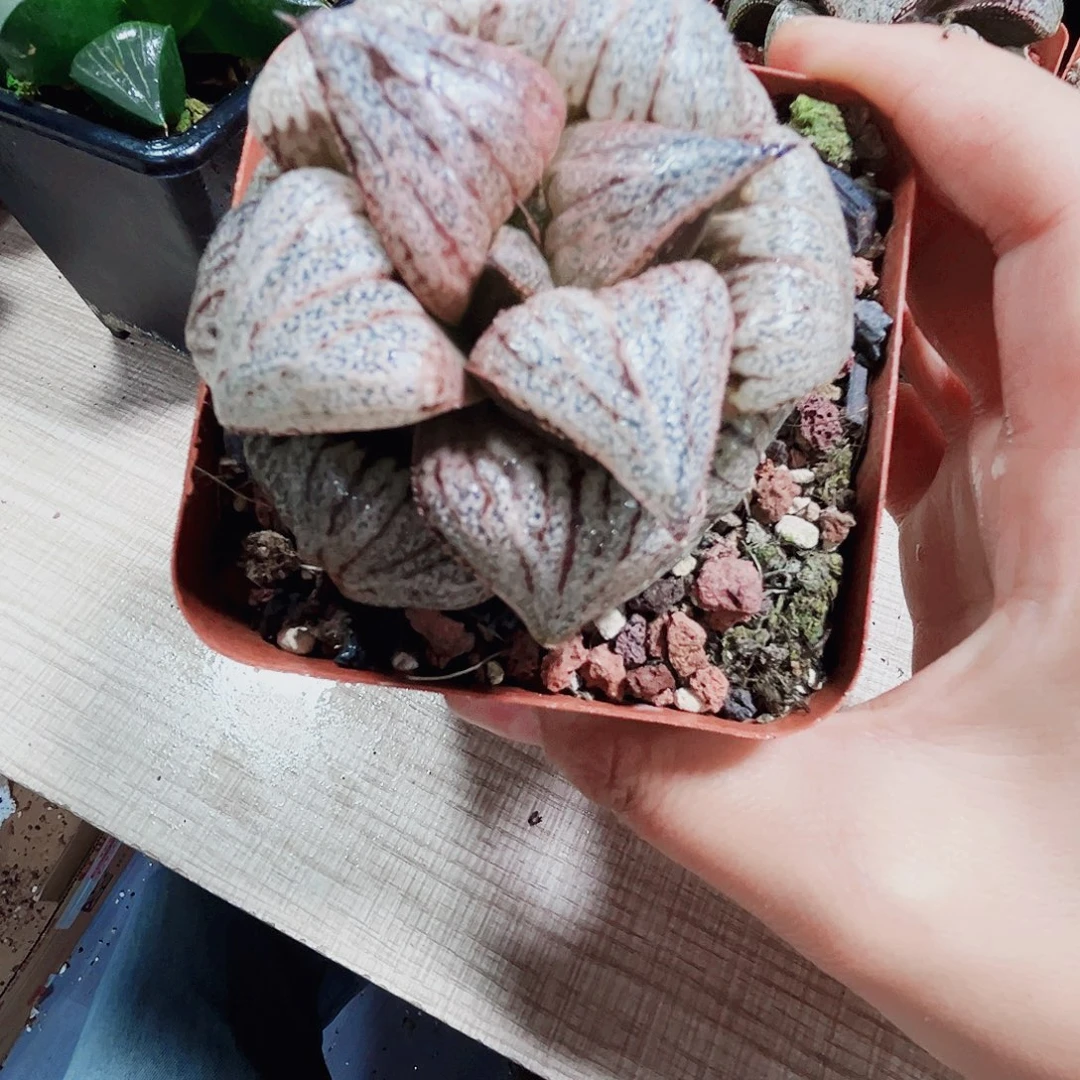 翡翠白银多肉植物6666