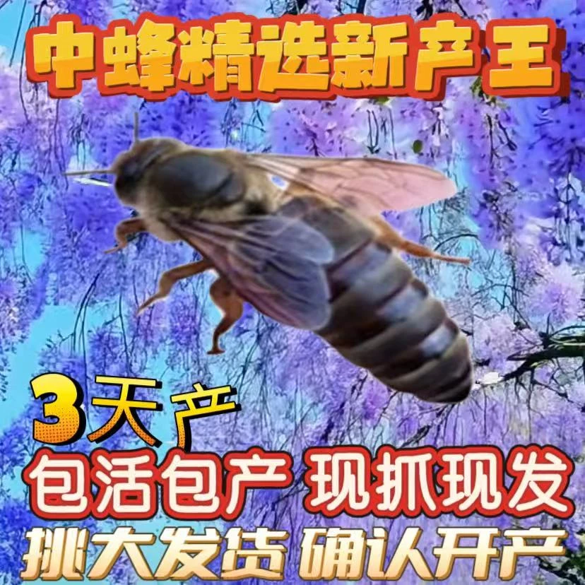 【已开产6个月老王】中蜂开产新王中蜂产卵王交尾蜂王阿坝王强群王