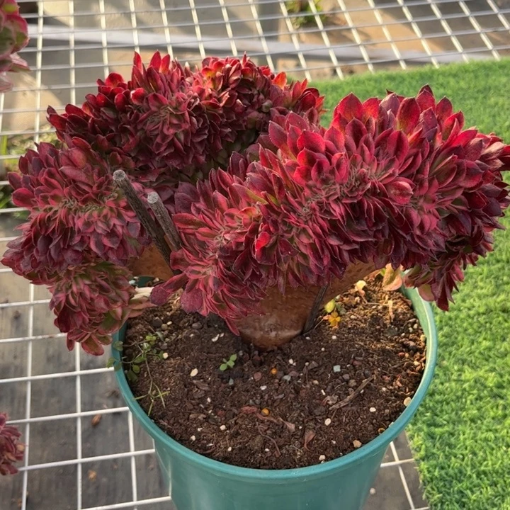 夜***夜老桩缀化一颗定闪链接