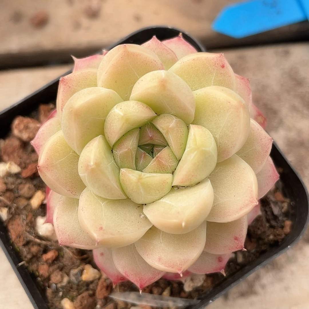 优选女王精品351