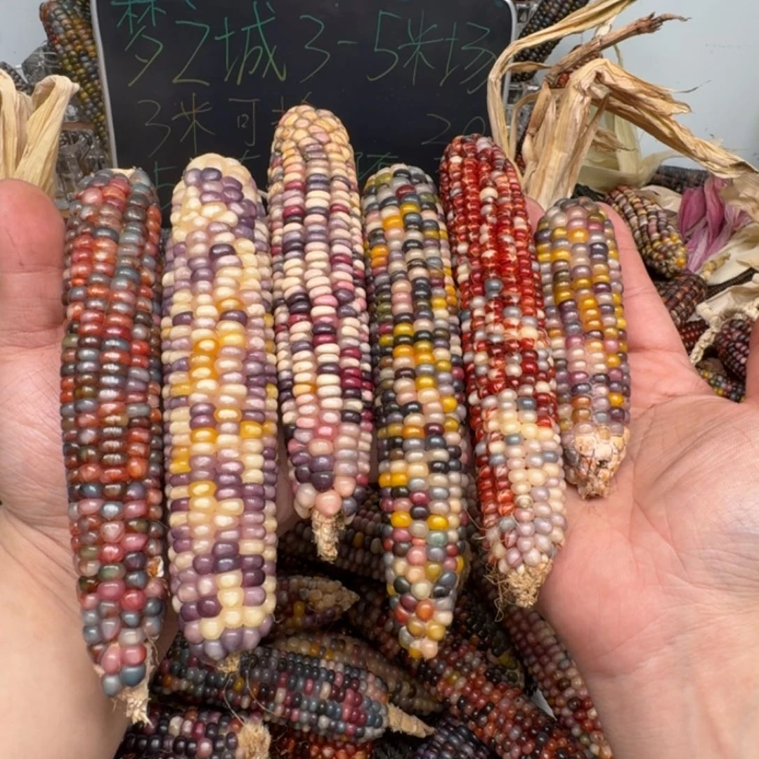 柏香籽/百香籽吊坠瑶*万